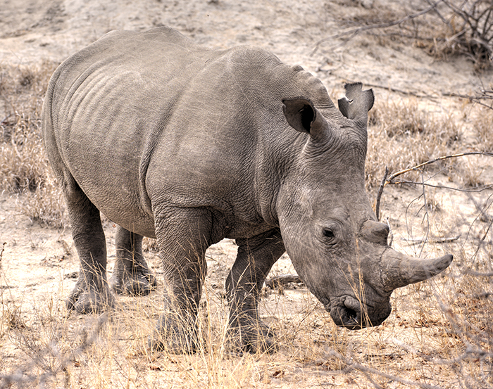 Wide mouth rhino